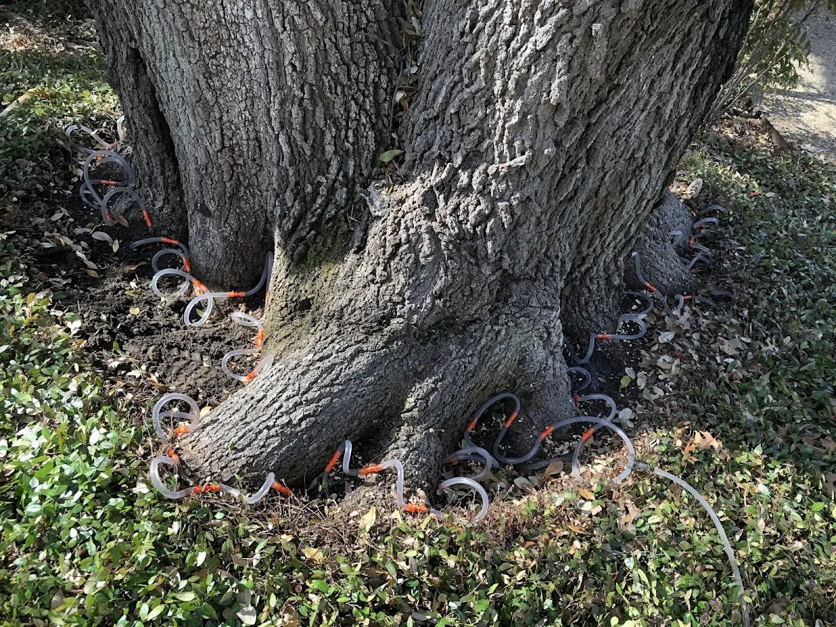Detailed Tree Cabling and Bracing job site in Edgar Springs