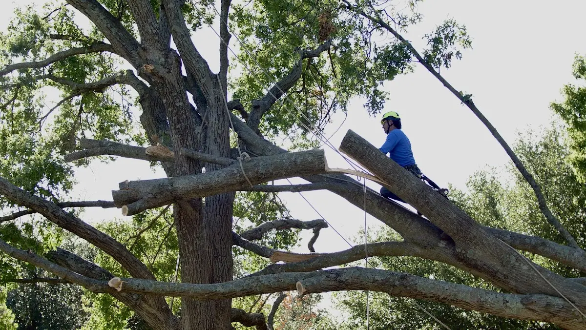 Professional Crown Thinning performed by certified arborists in Edgar Springs