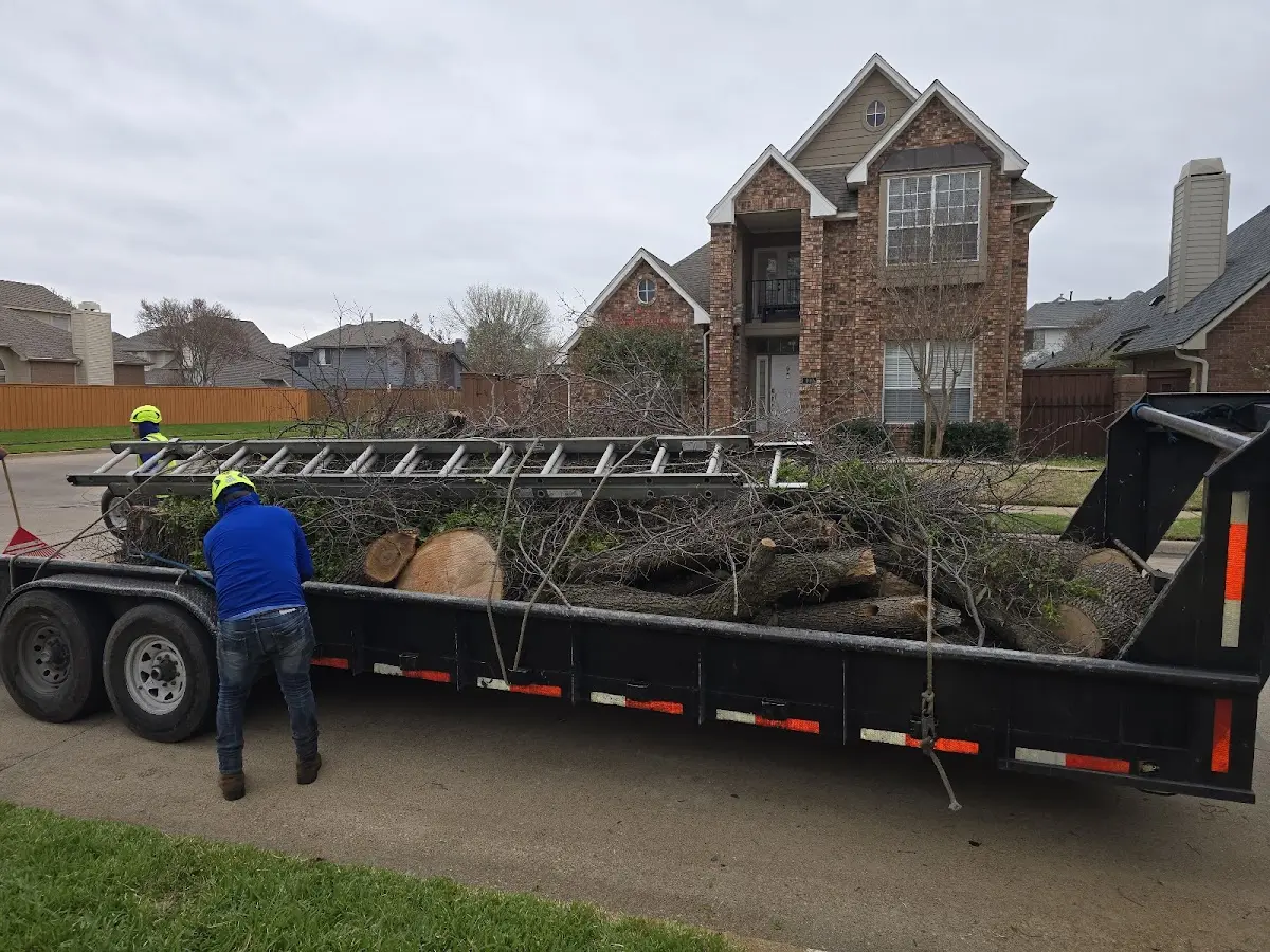 Expert Tree Removal with proper safety equipment in Edgar Springs